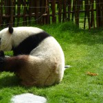 Un des 2 pandas.